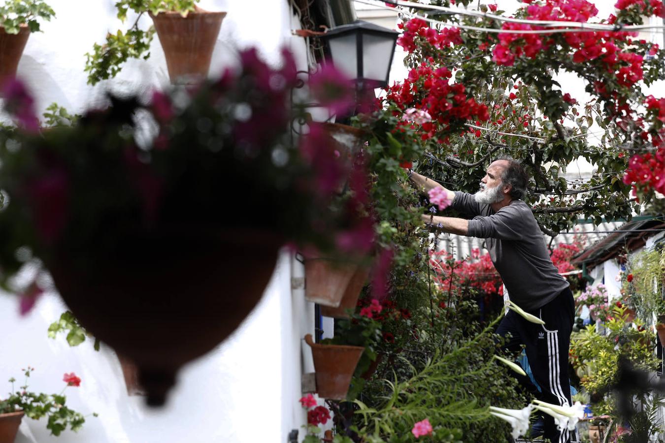 Los preparativos de los Patios de Córdoba, en imágenes