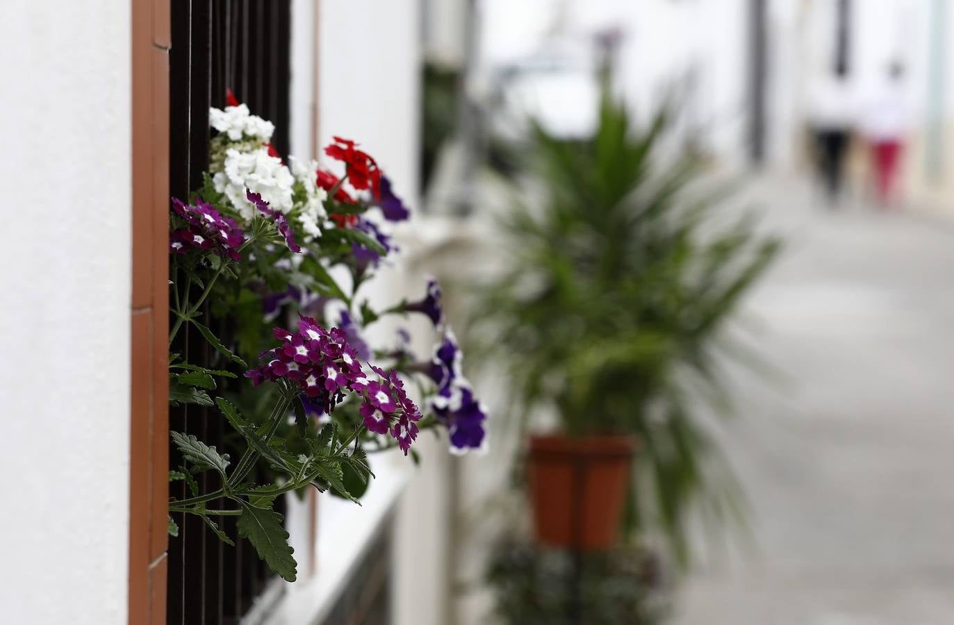 Cañete de las Torres y su paraíso floral, en imágenes