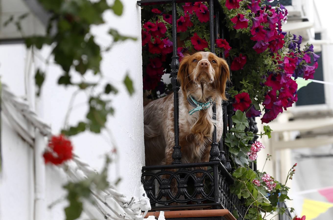 Cañete de las Torres y su paraíso floral, en imágenes