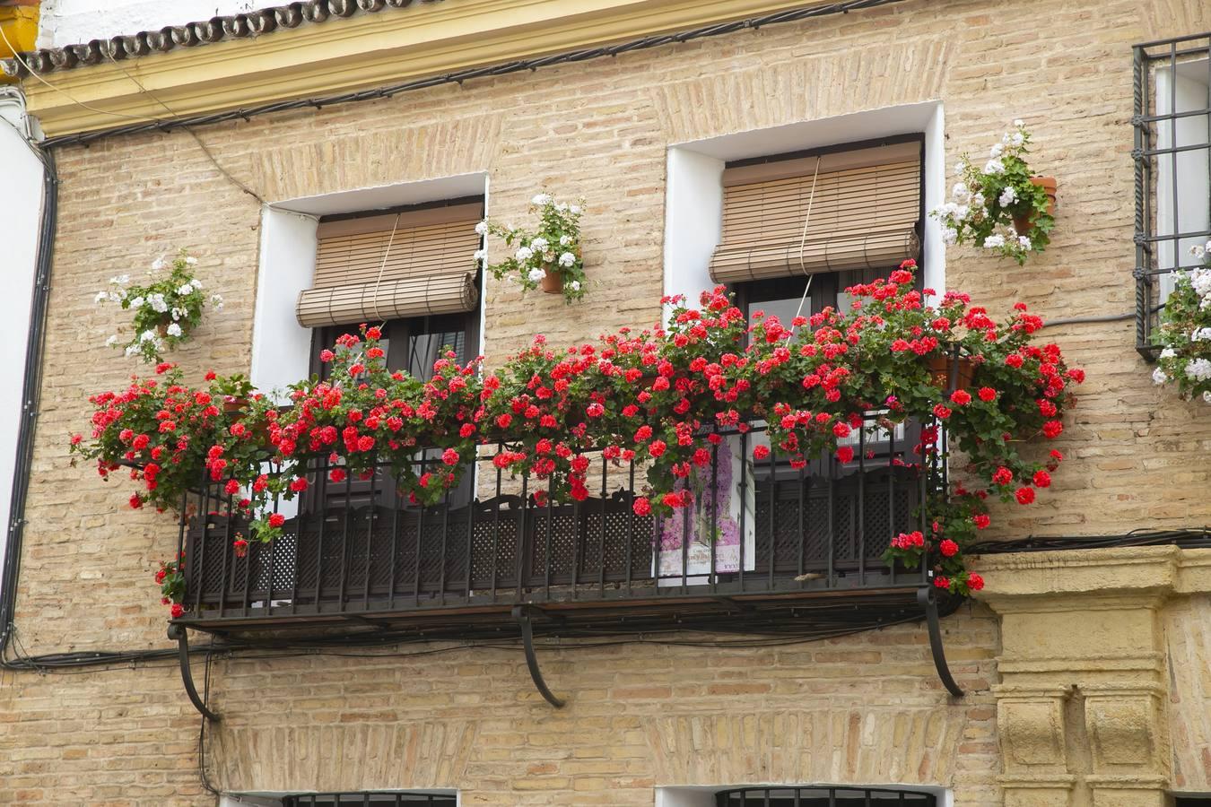 Los premios de Rejas y Balcones de Córdoba, en imágenes