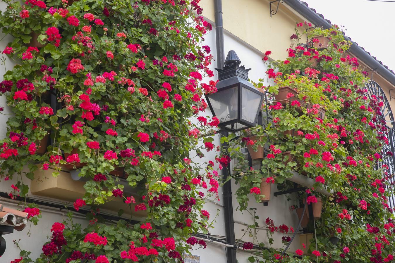 Los premios de Rejas y Balcones de Córdoba, en imágenes