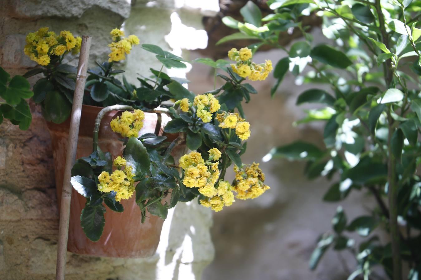 Los patios de la Judería de Córdoba, en imágenes