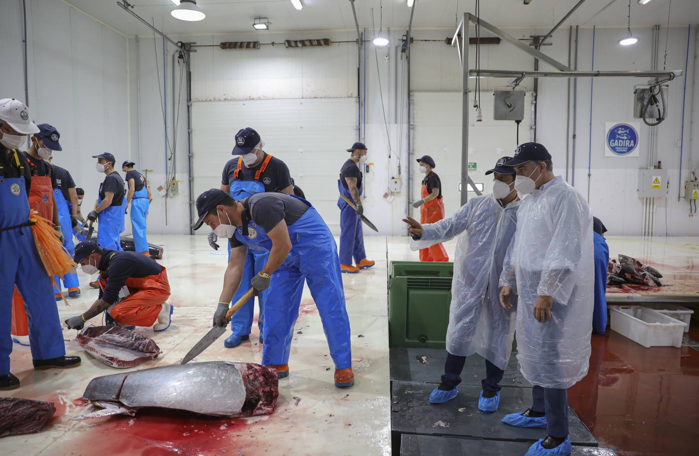 Fotos: Elías Bendodo, en un ronqueo de atún en Barbate