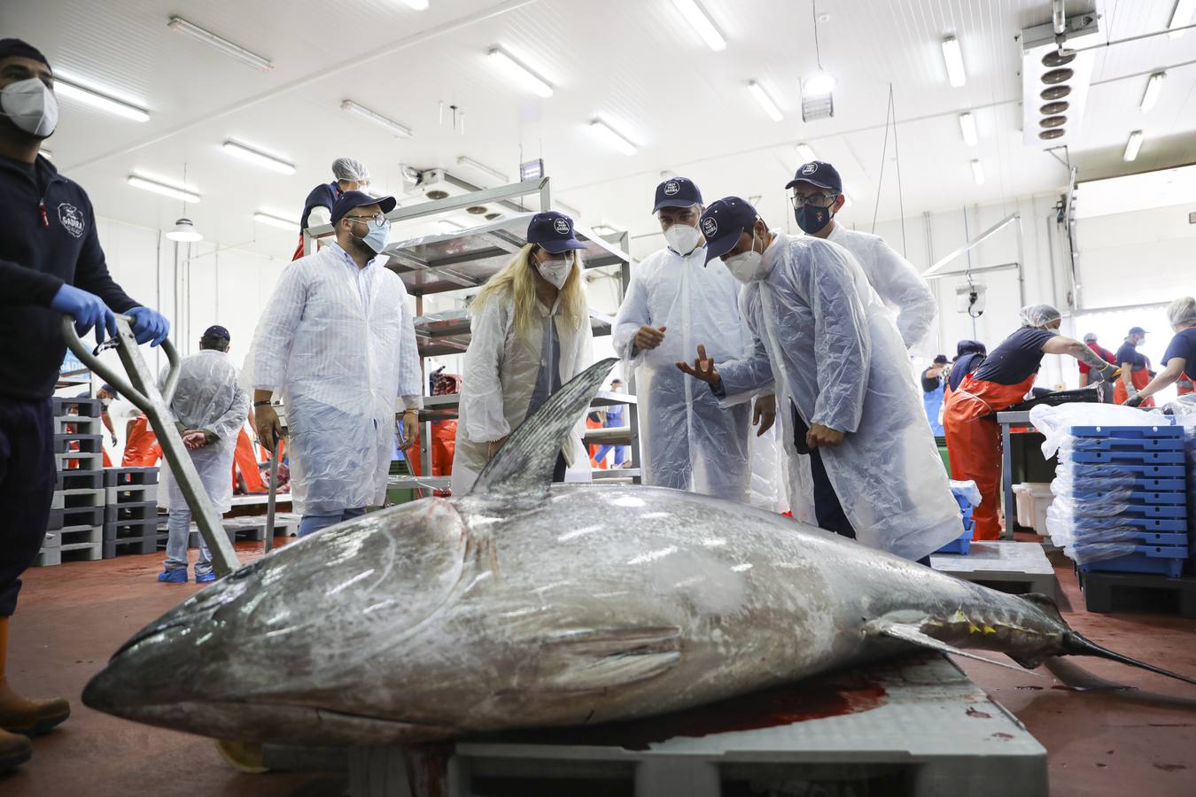 Fotos: Elías Bendodo, en un ronqueo de atún en Barbate