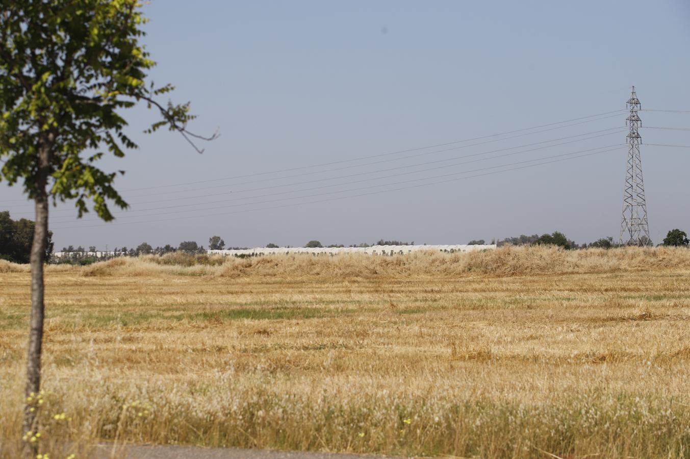 La Huerta de Santa Isabel Oeste de Córdoba, en imágenes