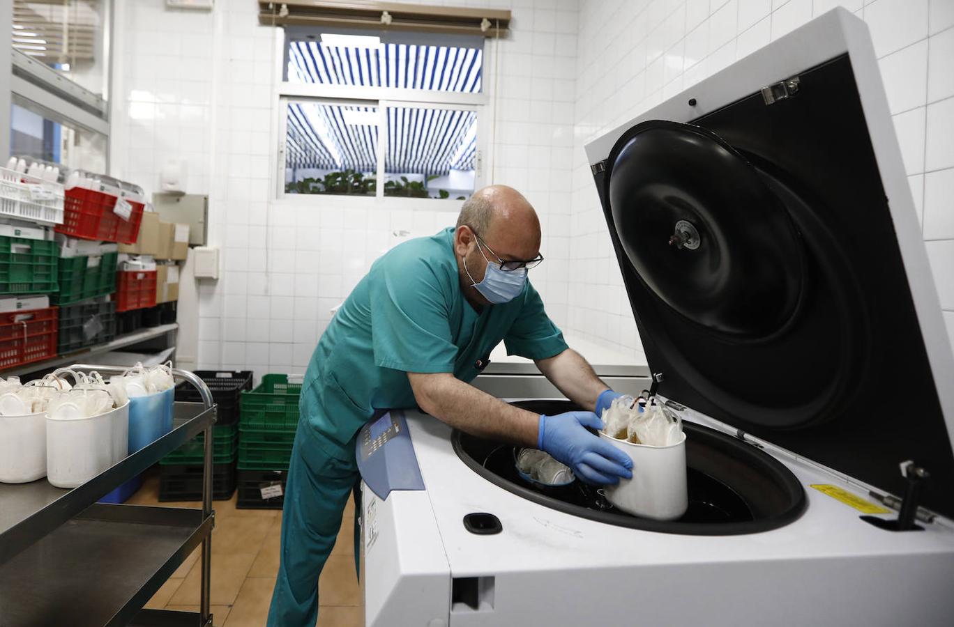 El trabajo en el Centro de Transfusión de Córdoba, en imágenes