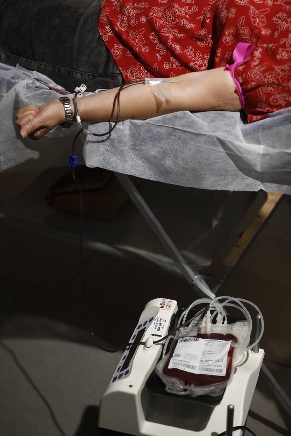 La donación de sangre en la Fundación Cajasol de Córdoba, en imágenes