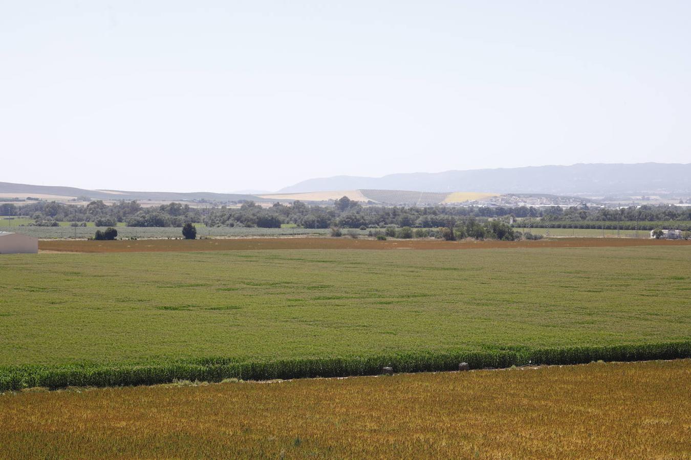 Los terrenos de Córdoba donde irá la Base Logística del Ejército, en imágenes