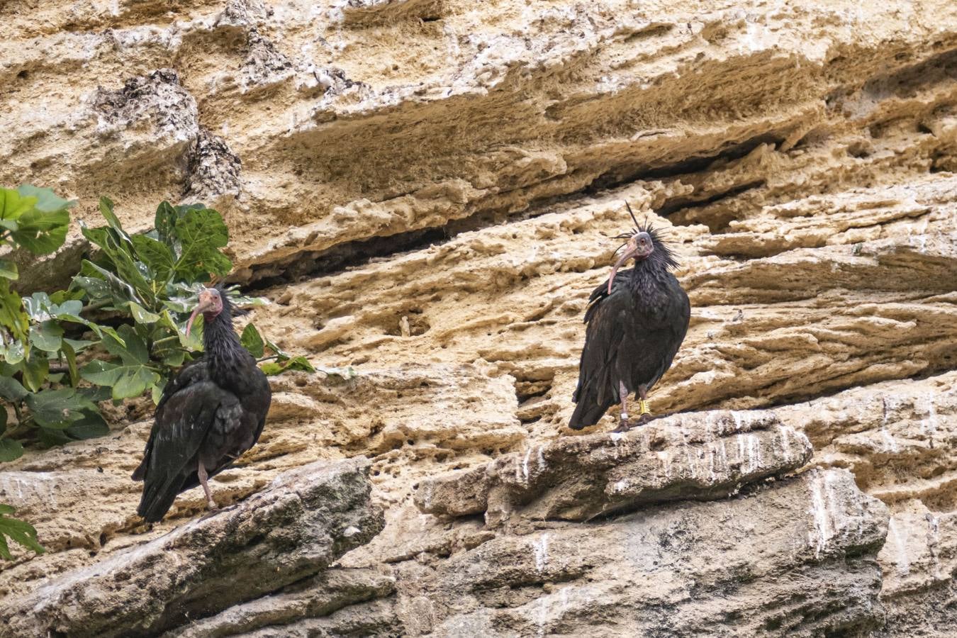 La única colonia europea salvaje de ibis eremitas vive en Vejer