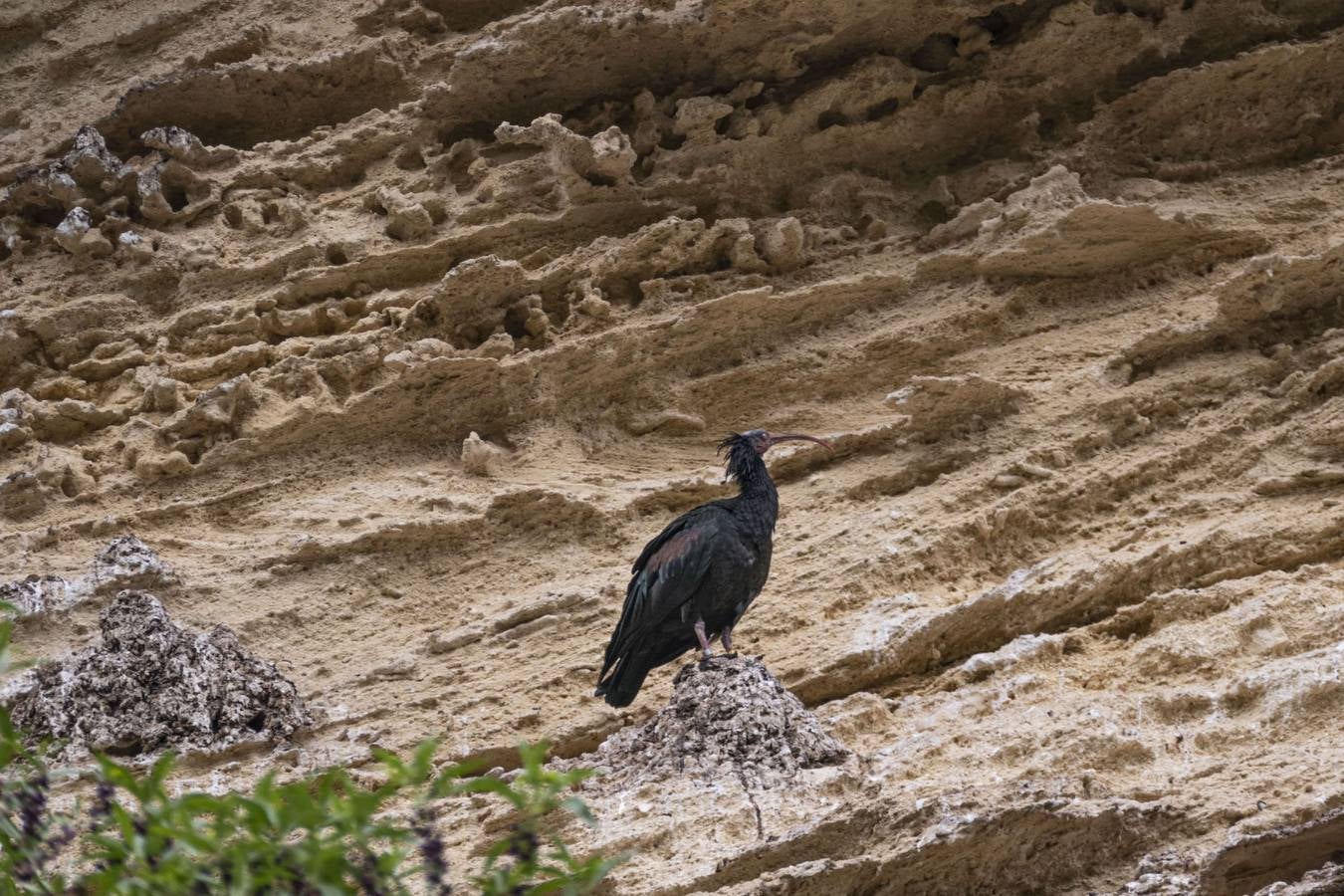 La única colonia europea salvaje de ibis eremitas vive en Vejer