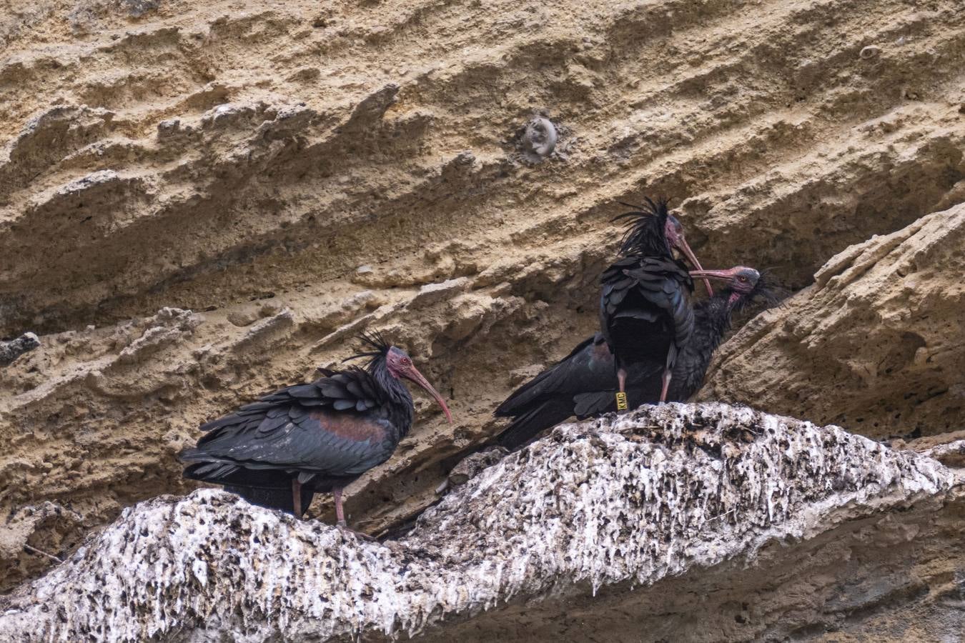 La única colonia europea salvaje de ibis eremitas vive en Vejer