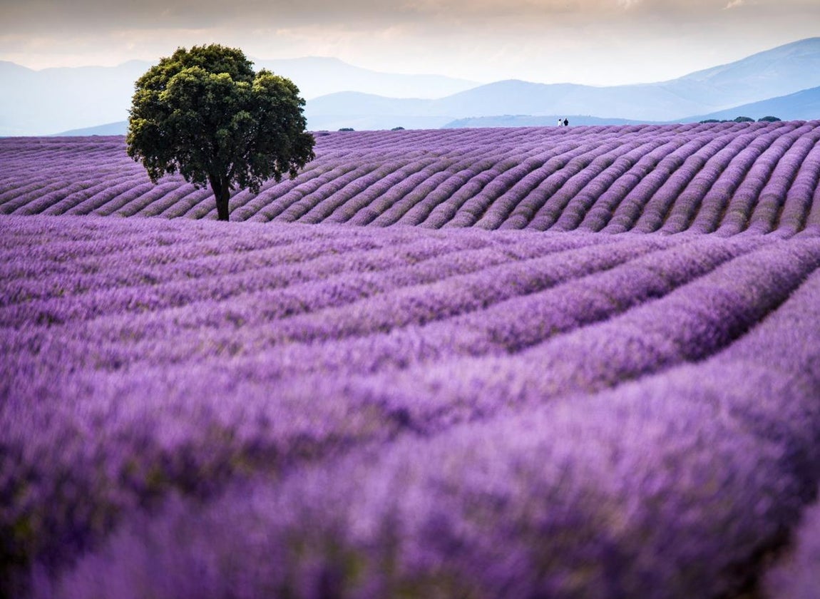 Un próspero negocio. El cultivo de lavanda ha ido relegando al de cereal y ya hay más de 1.000 hectáreas en este municipio de Guadalajara.