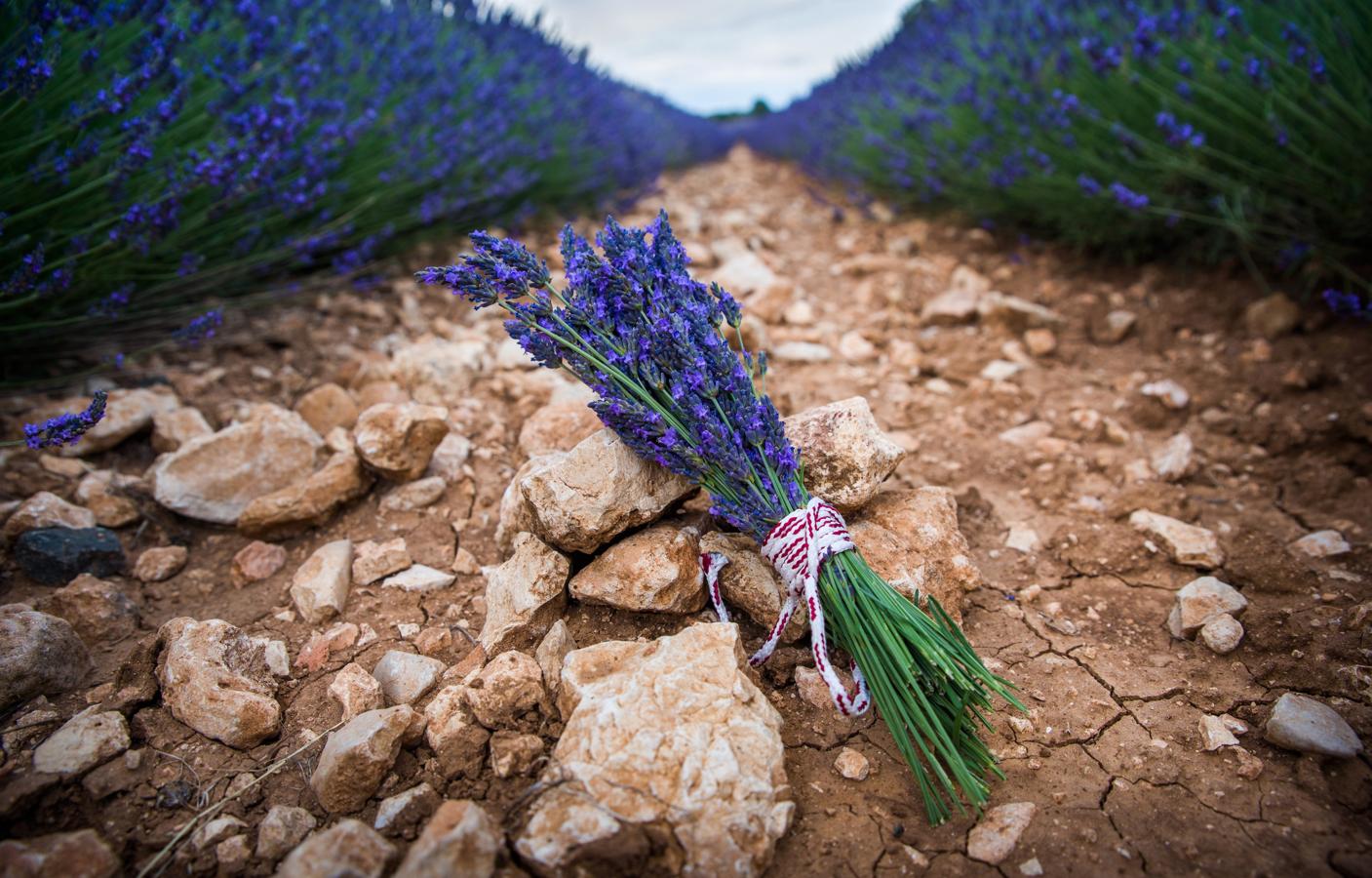 Sin Festival, pero con la belleza de siempre. Este año no hay Festival, pero sí rutas guiadas y ambiente en el municipio, donde hay muchos establecimientos que venden productos derivados de la lavanda