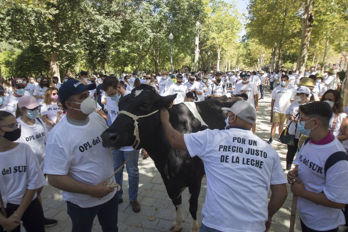 Los ganaderos no pueden soportar los costes de producción de la leche con los precios que le impone el mercado