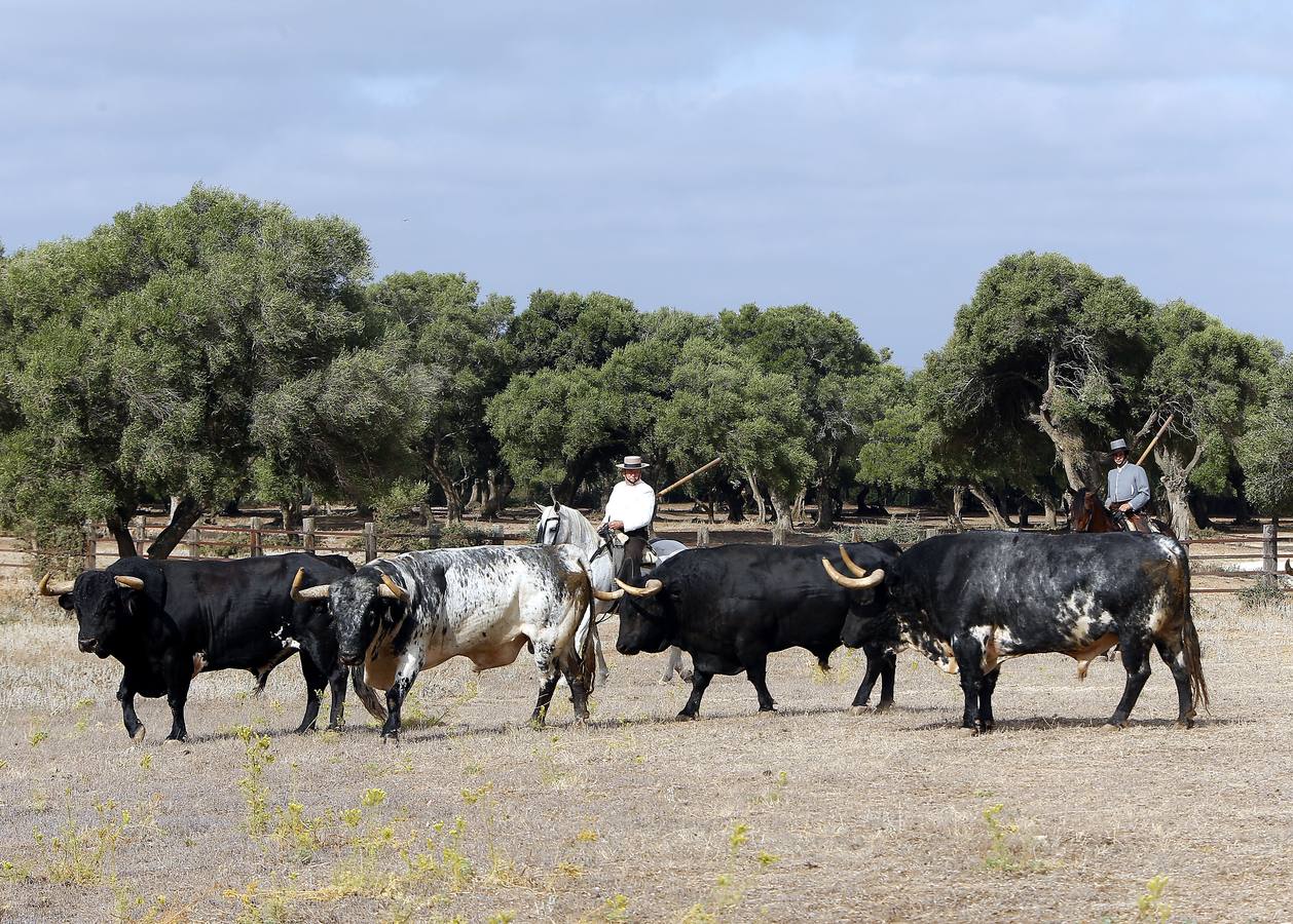 En imágenes: encuentro entre Morante y Domecq para ver los toros de Torrestrella en el campo