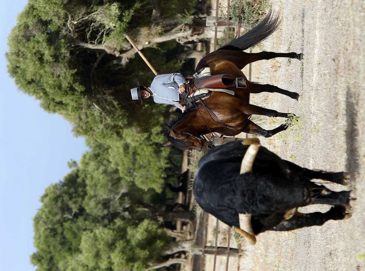 En imágenes: encuentro entre Morante y Domecq para ver los toros de Torrestrella en el campo