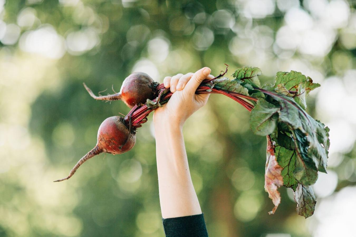 Nabos. Los nabos, también con alto contenido de fibra y agua, repiten el mismo patrón que el resto de alimentos de esta lista. Podemos combinarlo con alimentos no grasos con el fin de que se genere un efecto carminativo, es decir, que reduzca la producción de gases.