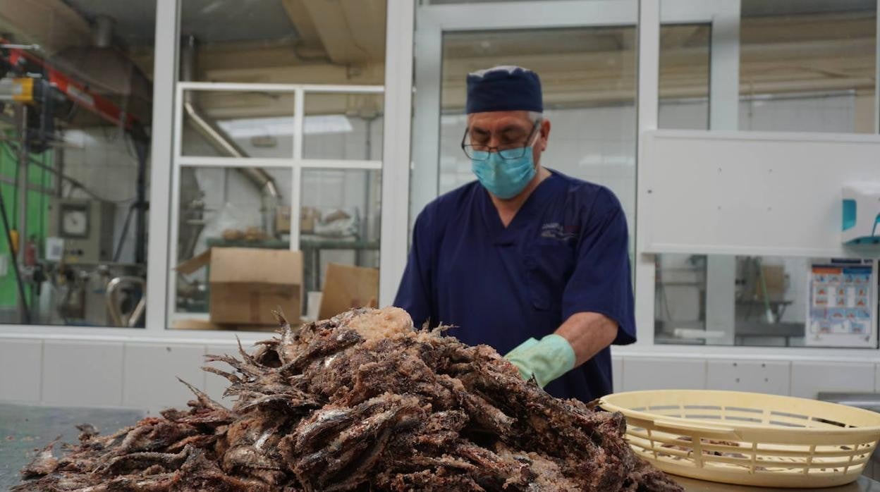 Así se hacen las anchoas de Santoña