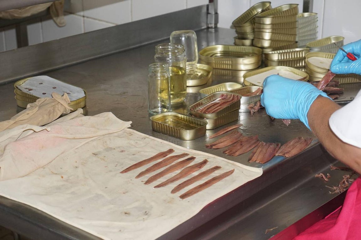 5. Cada uno de los filetes, que es así como se conoce a cada una de las piezas obtenidas, es perfilado con suma delicadeza y colocado en trapos aceitados para evitar que se sequen hasta su envasado.