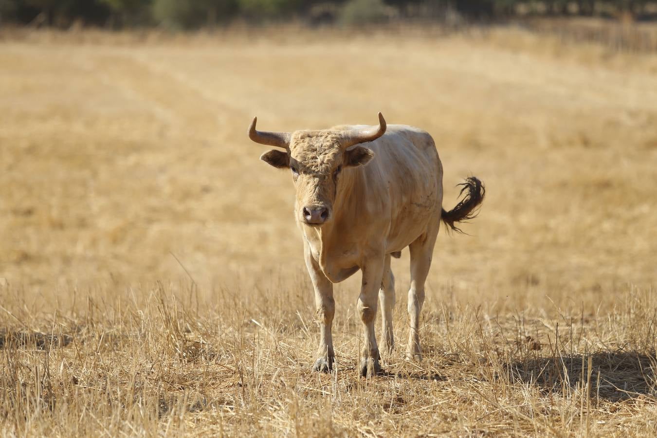 Visita a la finca La Ruiza, que alberga los toros de la próxima corrida en el Puerto de Santa María