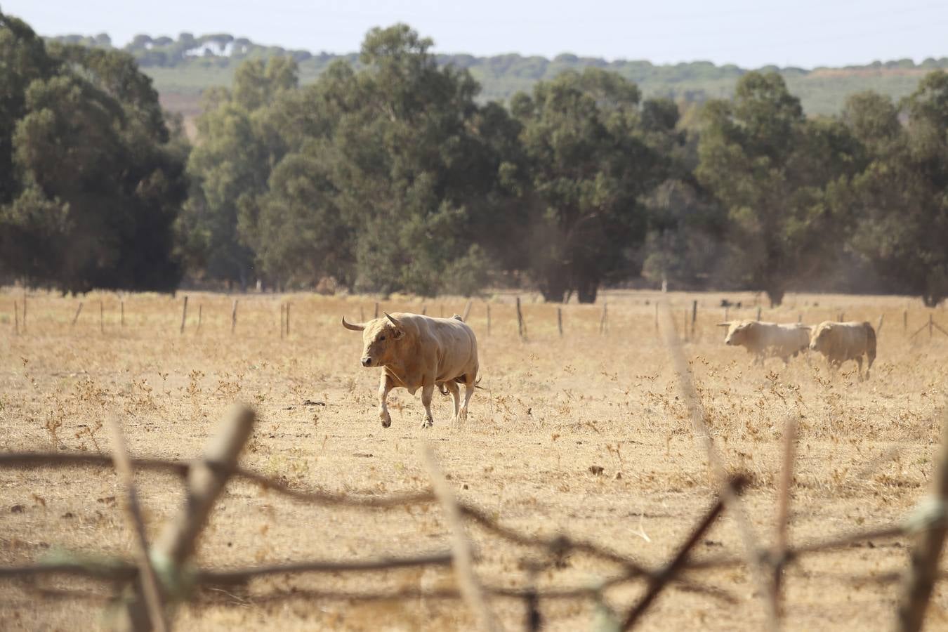 Visita a la finca La Ruiza, que alberga los toros de la próxima corrida en el Puerto de Santa María