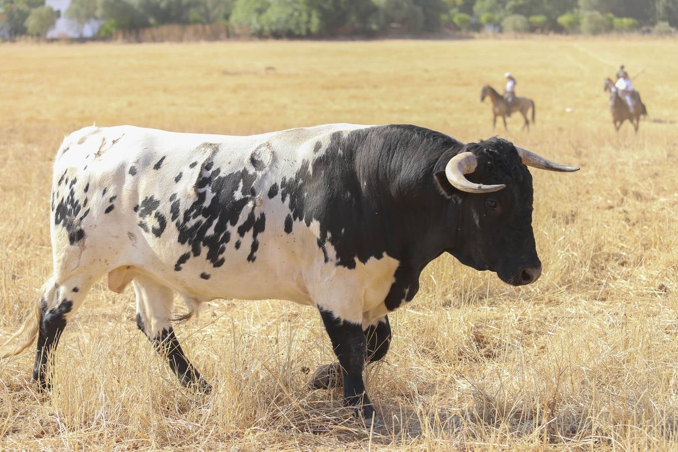 Visita a la finca La Ruiza, que alberga los toros de la próxima corrida en el Puerto de Santa María