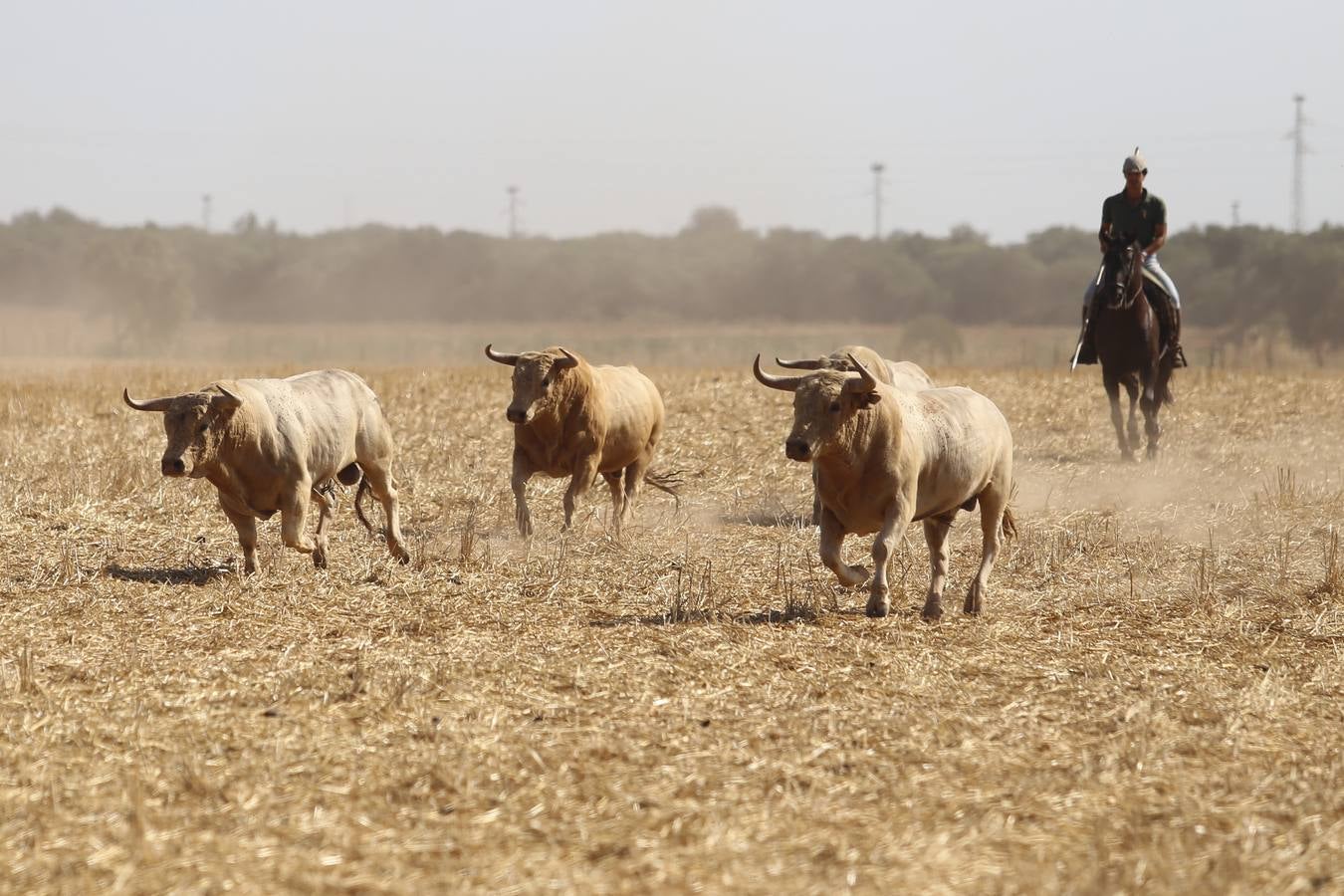 Visita a la finca La Ruiza, que alberga los toros de la próxima corrida en el Puerto de Santa María