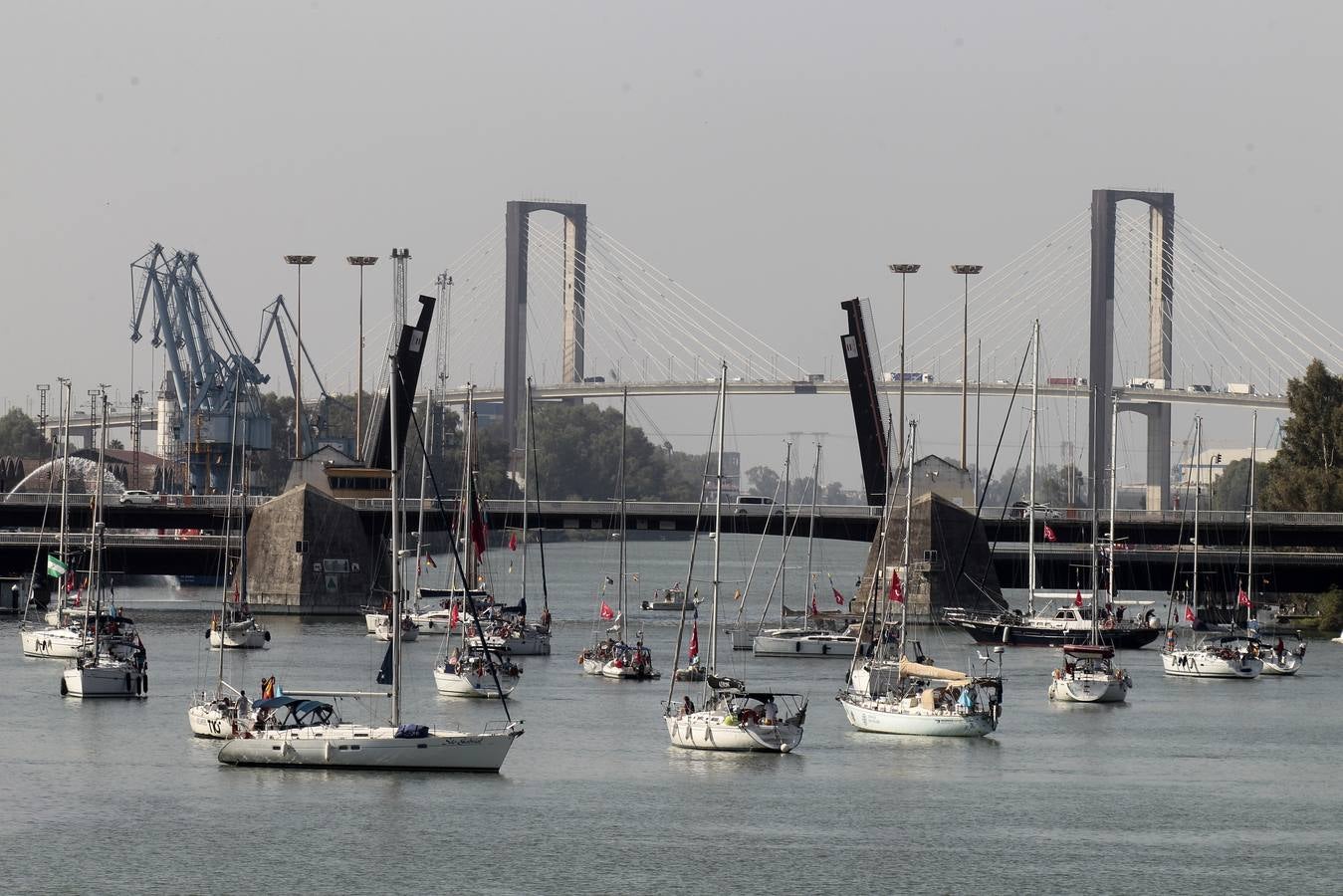 Los veleros se dirigen a Cádiz dejando una curiosa imagen en la dársena del Guadalquivir