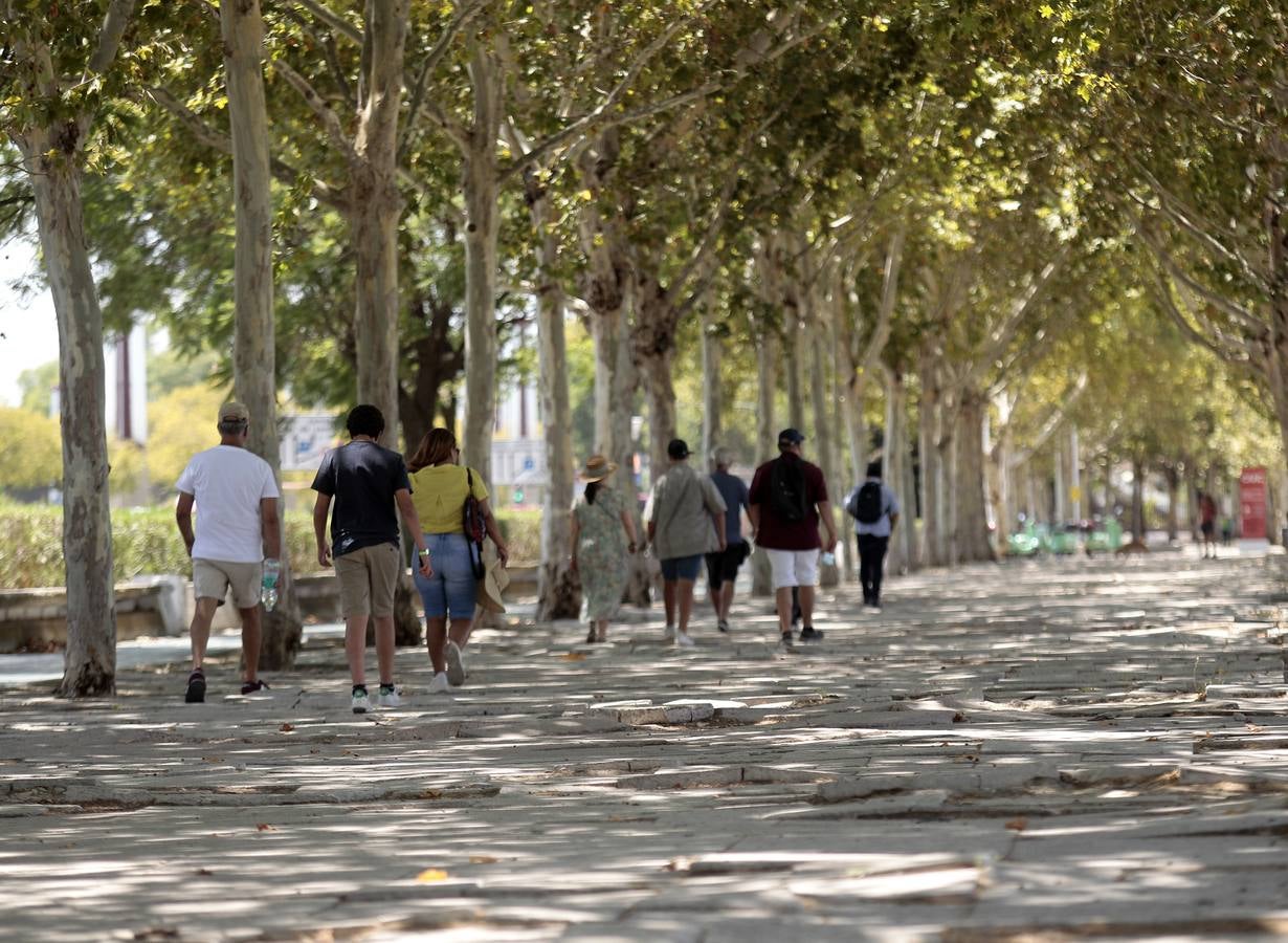 El paradigma de la falta de mantenimiento es Torneo,  donde este martes han comenzado las obras para su transformación en bulevar verde. La muralla de la Macarena o las columnas de la calle Mármoles son otros ejemplos