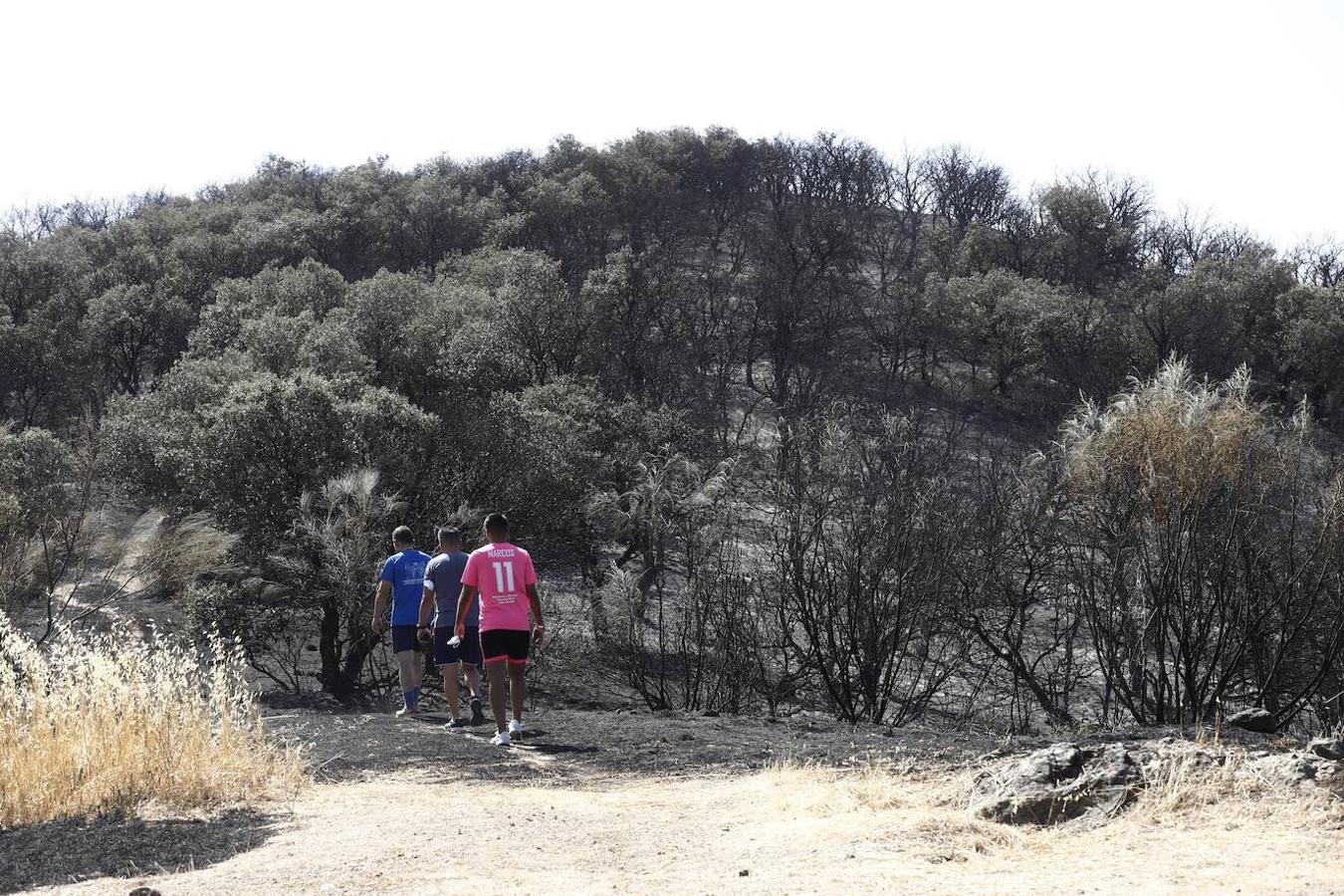 La extinción del incendio forestal de Villaharta, en imágenes