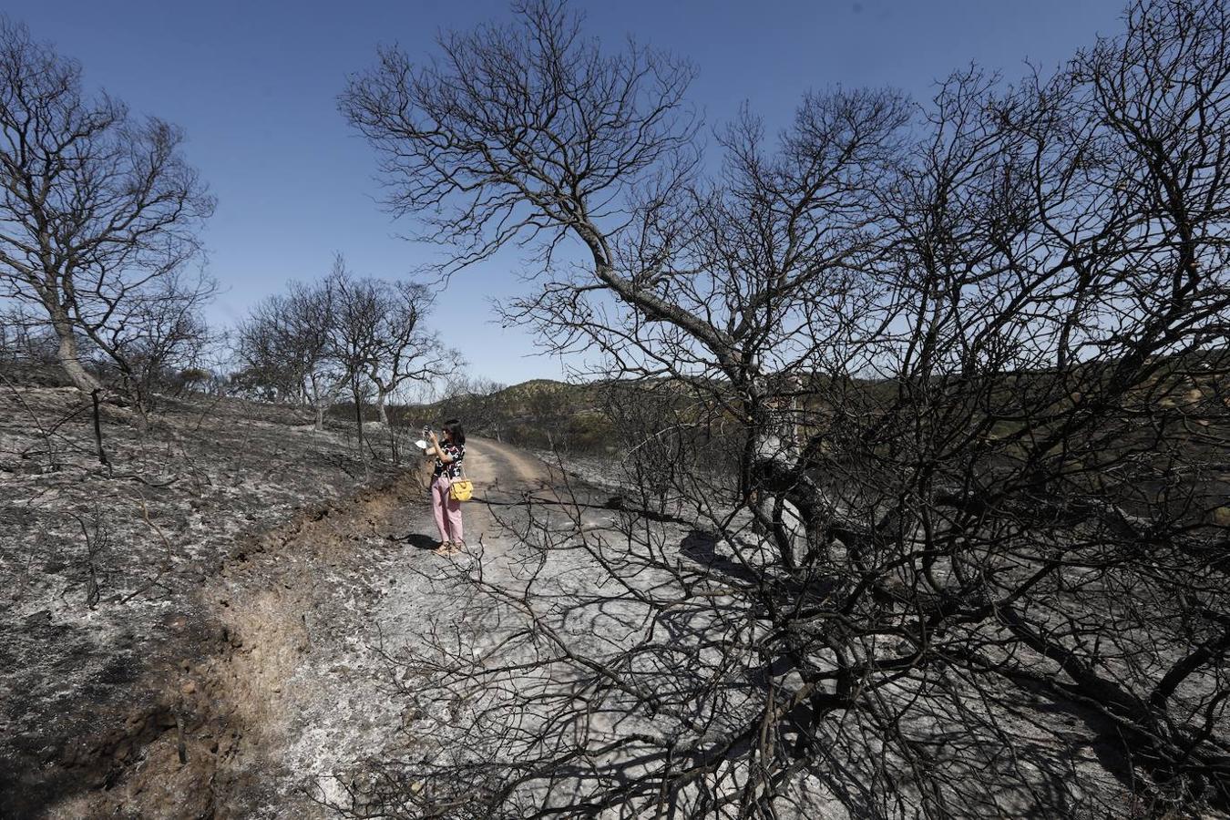 La extinción del incendio forestal de Villaharta, en imágenes