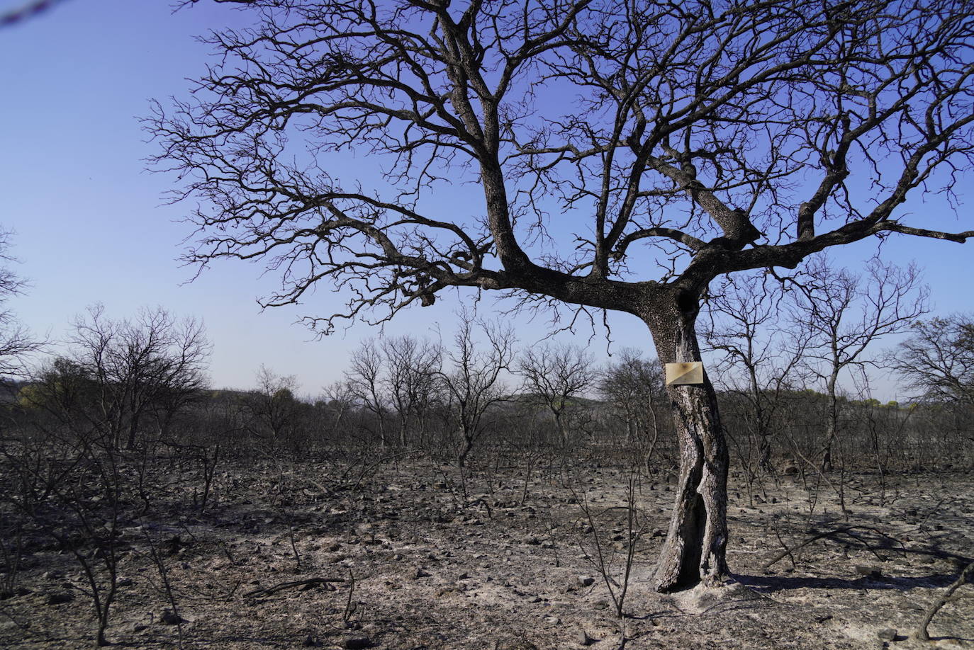 El incendio forestal de Alcaracejos, en imágenes