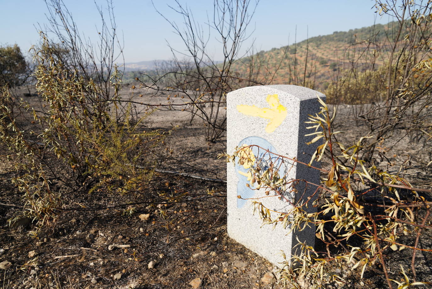 El incendio forestal de Alcaracejos, en imágenes