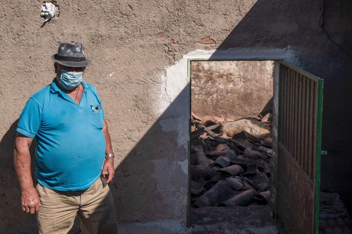 El ganadero Apolinar Martín en sus establos de Villaviciosa. Al fondo, la cerda que se le ha muerto