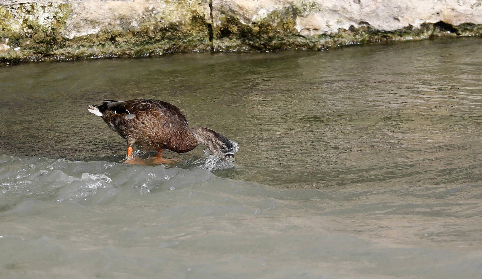 La fauna en el Guadalquivir en Córdoba, en imágenes