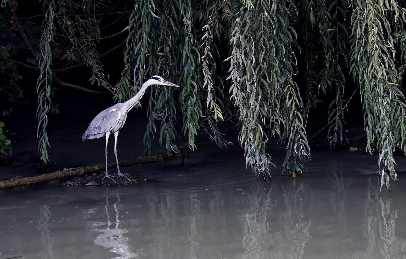 La fauna en el Guadalquivir en Córdoba, en imágenes