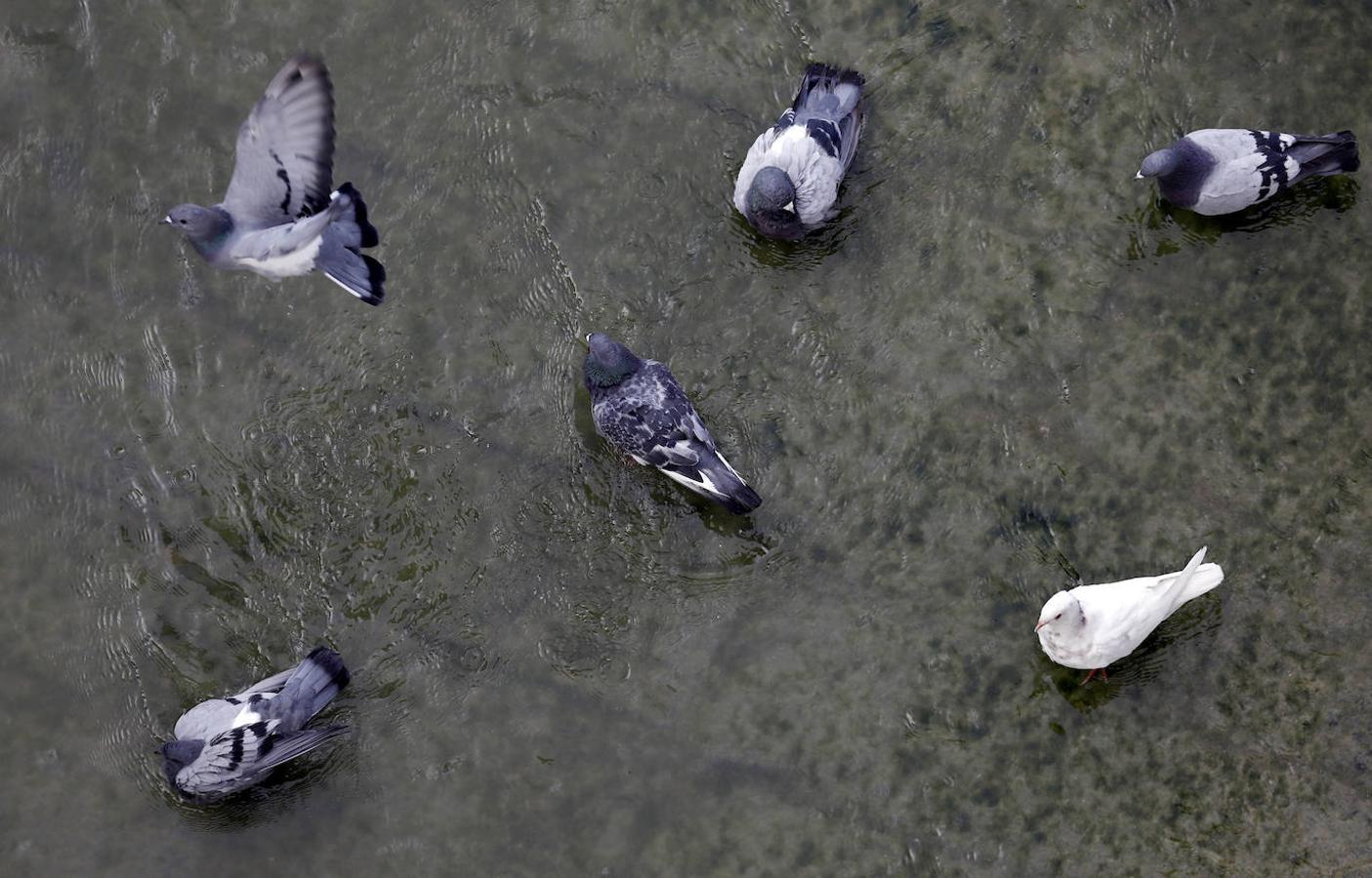 La fauna en el Guadalquivir en Córdoba, en imágenes