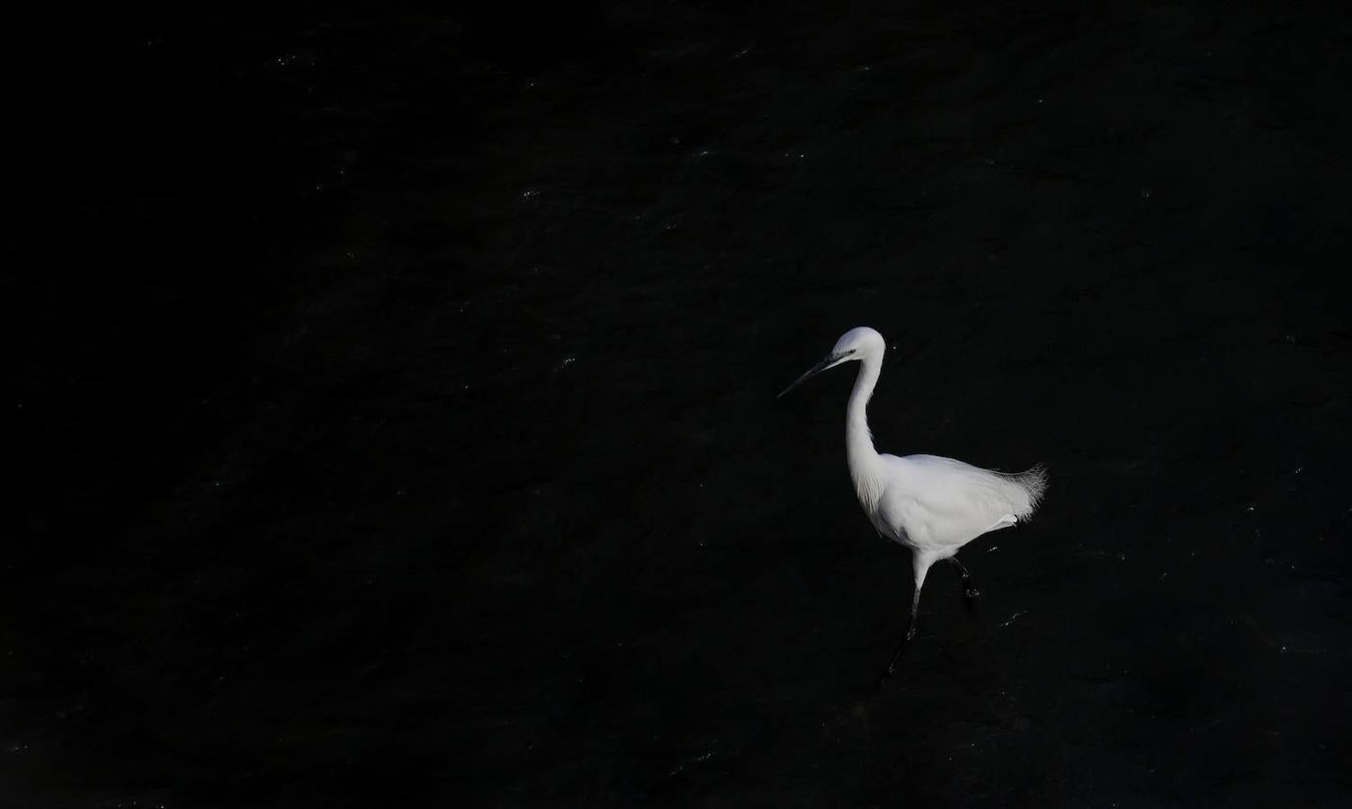 La fauna en el Guadalquivir en Córdoba, en imágenes