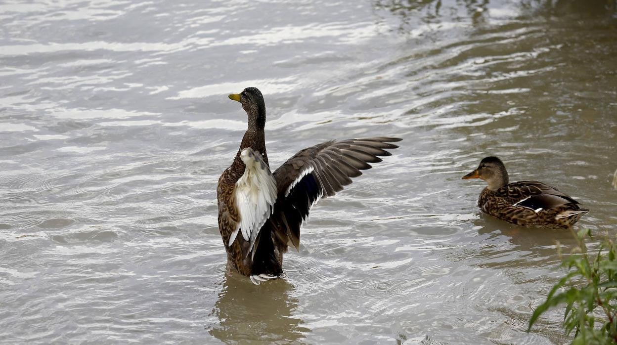 La fauna en el Guadalquivir en Córdoba, en imágenes