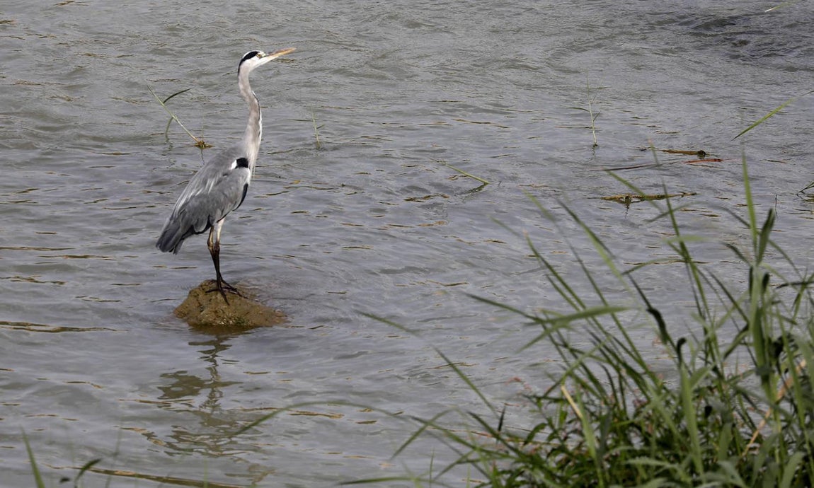 La fauna en el Guadalquivir en Córdoba, en imágenes