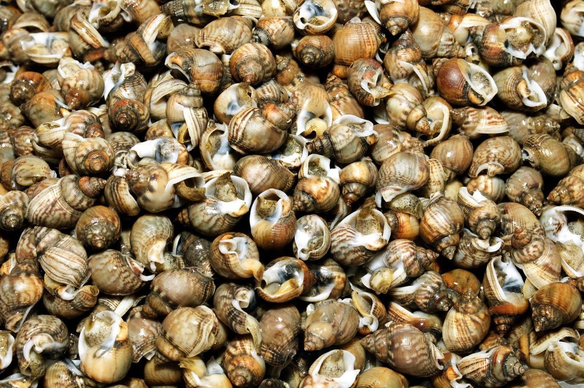 Bígaros. Los bígaros son una especie de «caracolillos» muy típicos en España. Concebidos como un típico aperitivo, es una manera de convertir esta «antesala» de la comida, es algo muy saludable. En el caso del magnesio, los bígaros cuentan con 305 miligramos cada 100 gramos, según datos de la Bedca.