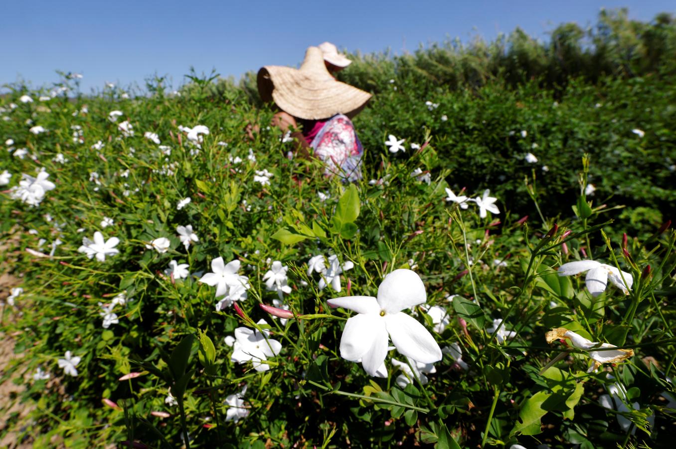 Desde el siglo XVII. El jazmín cultivado en Grasse tiene un aroma específico. La región se convirtió en un centro de flores y fragancias en el siglo XVII, cuando los curtidores de cuero locales comenzaron a perfumar sus productos.