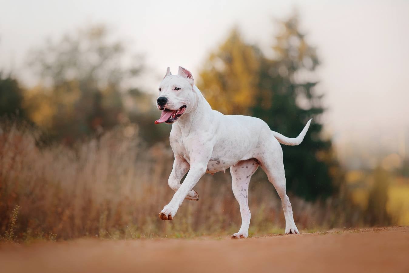 El Gobierno prepara una nueva ley sobre los perros potencialmente peligrosos