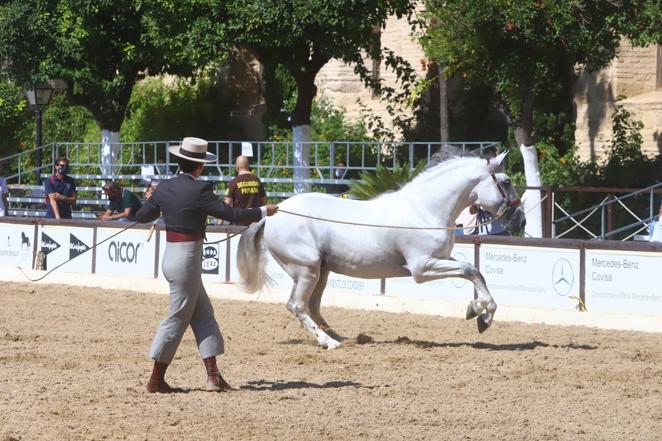 El Concurso Morfológico de Pura Raza Española (PRE) &#039;Ciudad de Córdoba&#039;, en imágenes