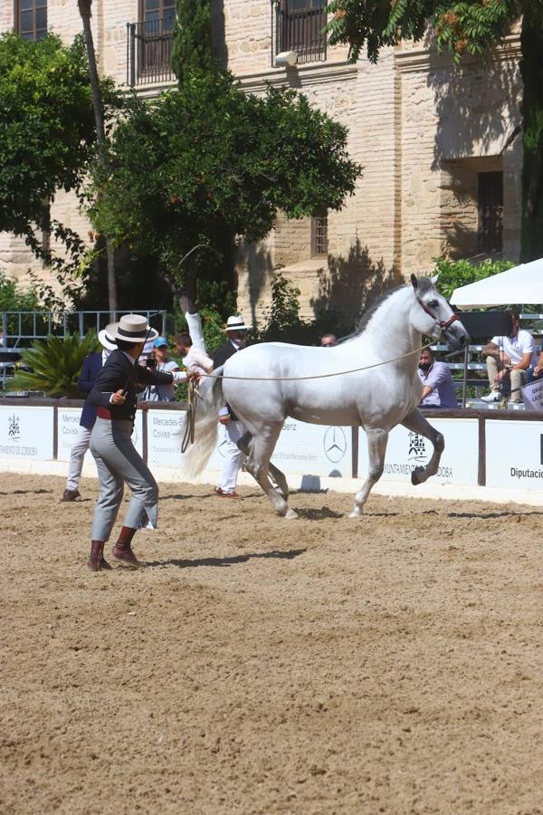 El Concurso Morfológico de Pura Raza Española (PRE) &#039;Ciudad de Córdoba&#039;, en imágenes