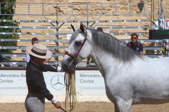 El Concurso Morfológico de Pura Raza Española (PRE) &#039;Ciudad de Córdoba&#039;, en imágenes