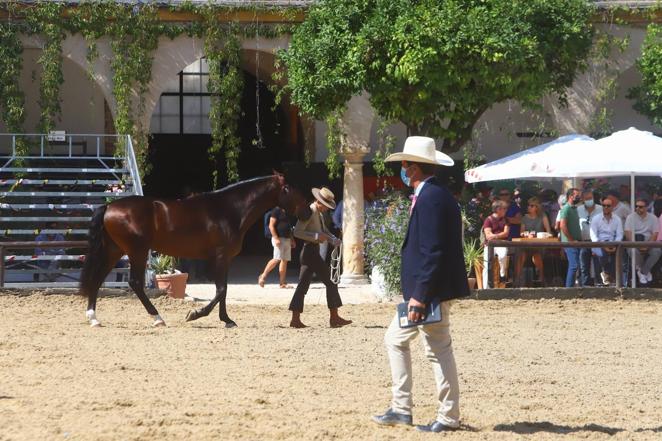 El Concurso Morfológico de Pura Raza Española (PRE) &#039;Ciudad de Córdoba&#039;, en imágenes