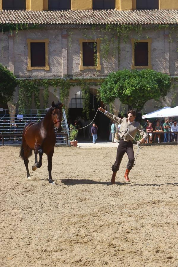 El Concurso Morfológico de Pura Raza Española (PRE) &#039;Ciudad de Córdoba&#039;, en imágenes