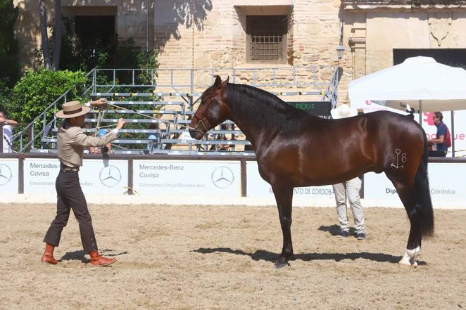 El Concurso Morfológico de Pura Raza Española (PRE) &#039;Ciudad de Córdoba&#039;, en imágenes