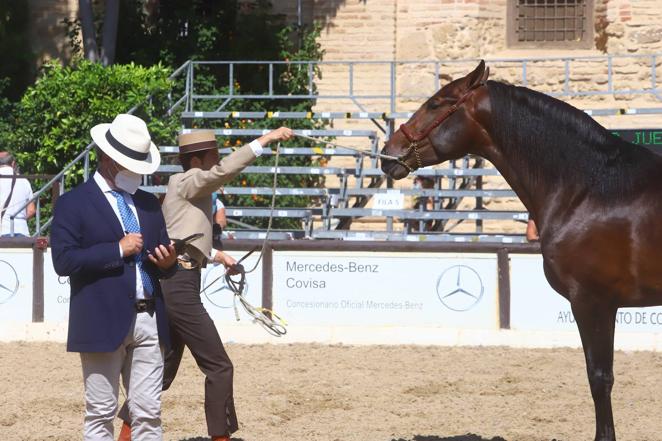 El Concurso Morfológico de Pura Raza Española (PRE) &#039;Ciudad de Córdoba&#039;, en imágenes